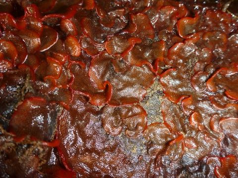 Image of Marine bryozoan