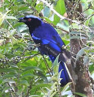 Image of Philippine Fairy-bluebird