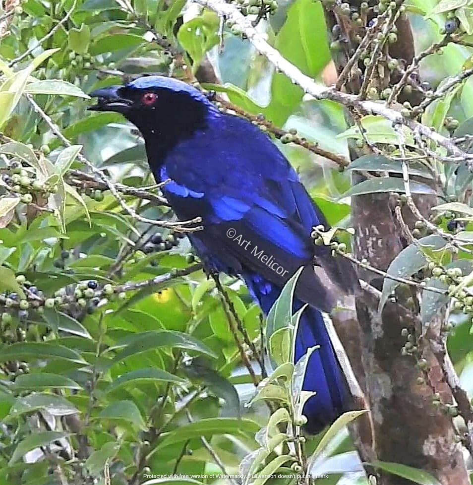 Image of Philippine Fairy-bluebird