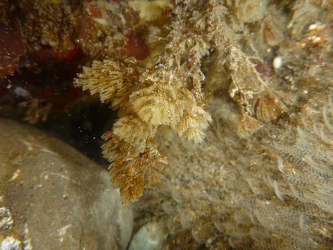 Image of <i>Bugula californica</i>