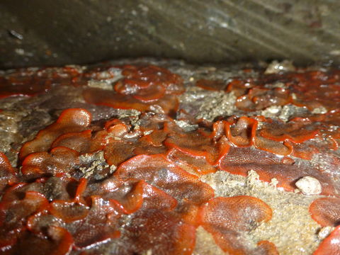 Image of Marine bryozoan