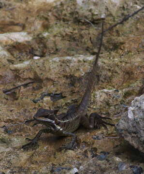 Image of Common Basilisk