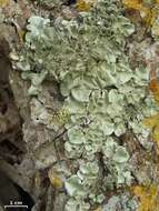 Image of parmotrema lichen