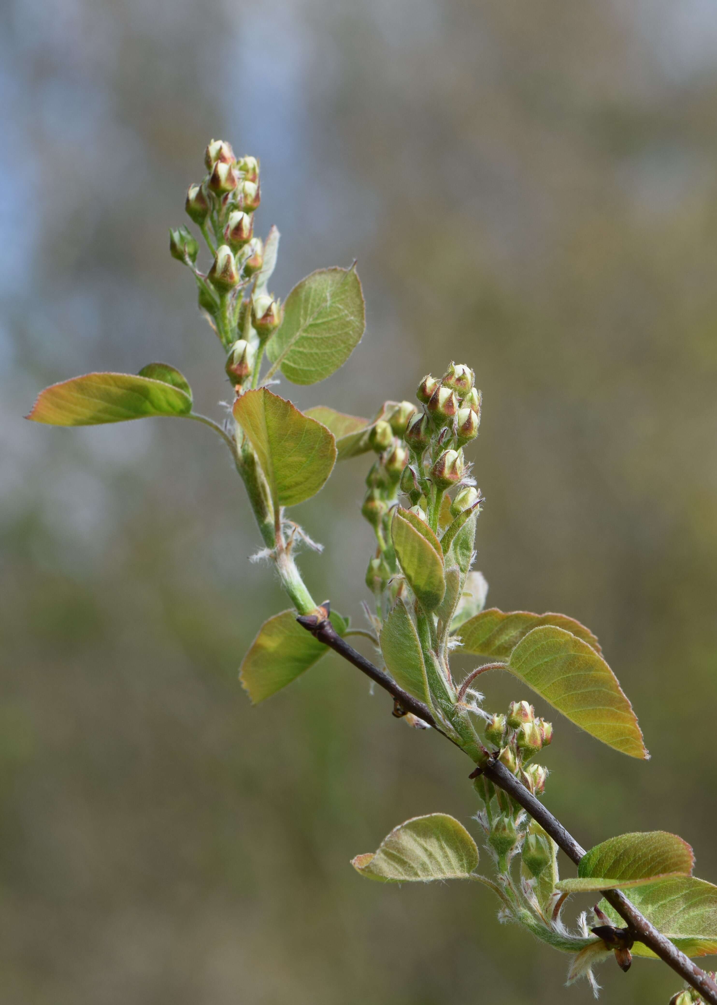 Слика од Amelanchier alnifolia (Nutt.) Nutt.