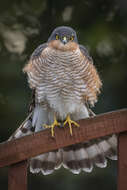 Image of Eurasian Sparrowhawk