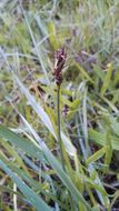 Image of <i>Carex harfordii</i>