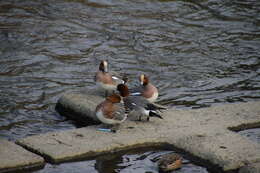 Image of Eurasian Wigeon