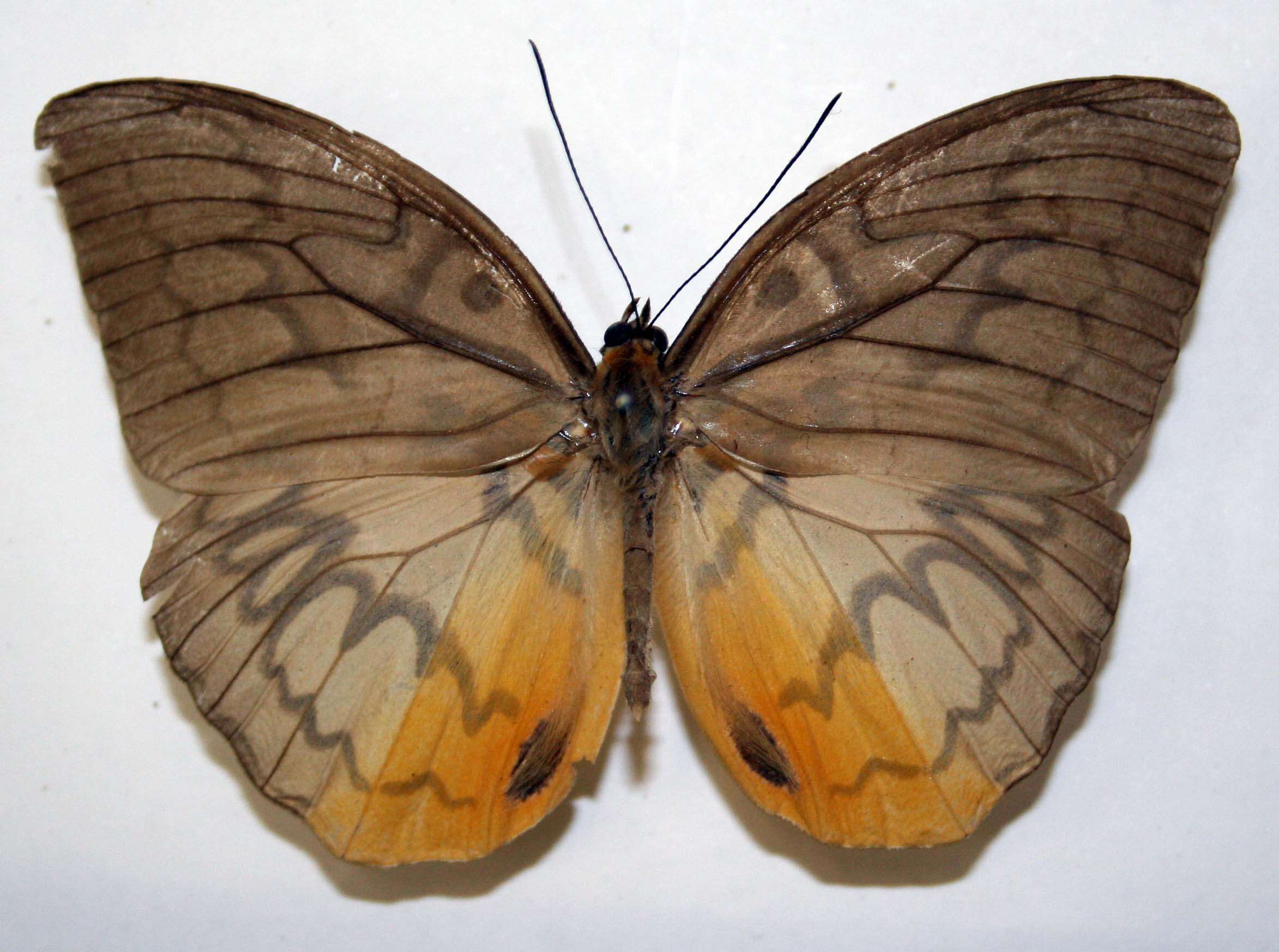 Image of Melanocyma faunula