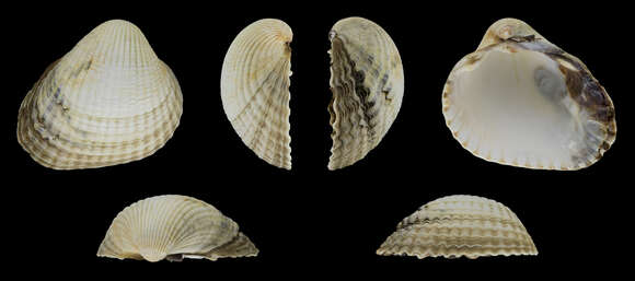 Image of brackish cockle