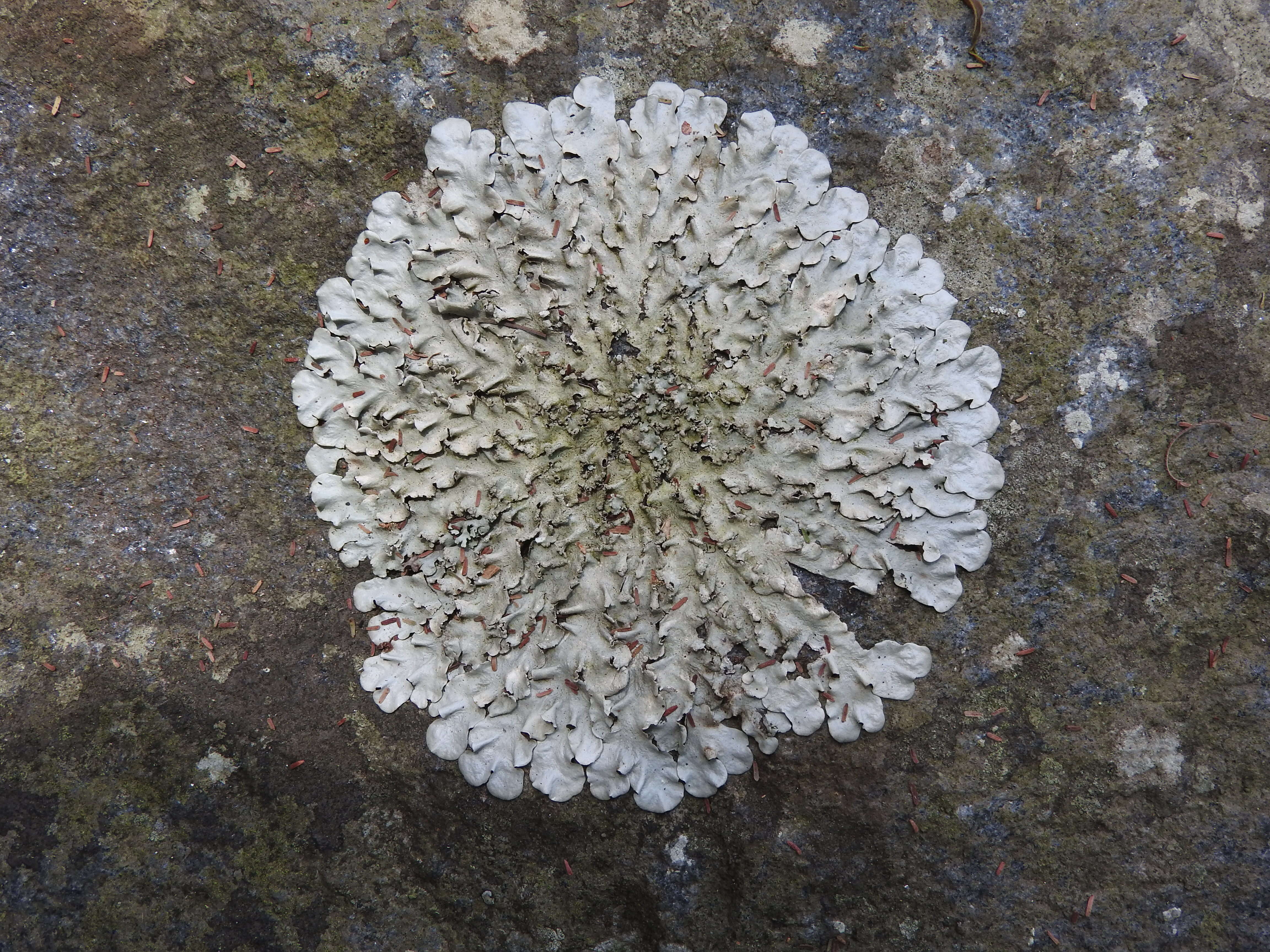 Image of parmotrema lichen