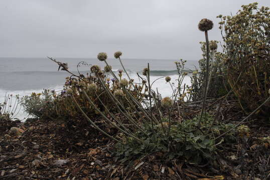 Image of seaside buckwheat