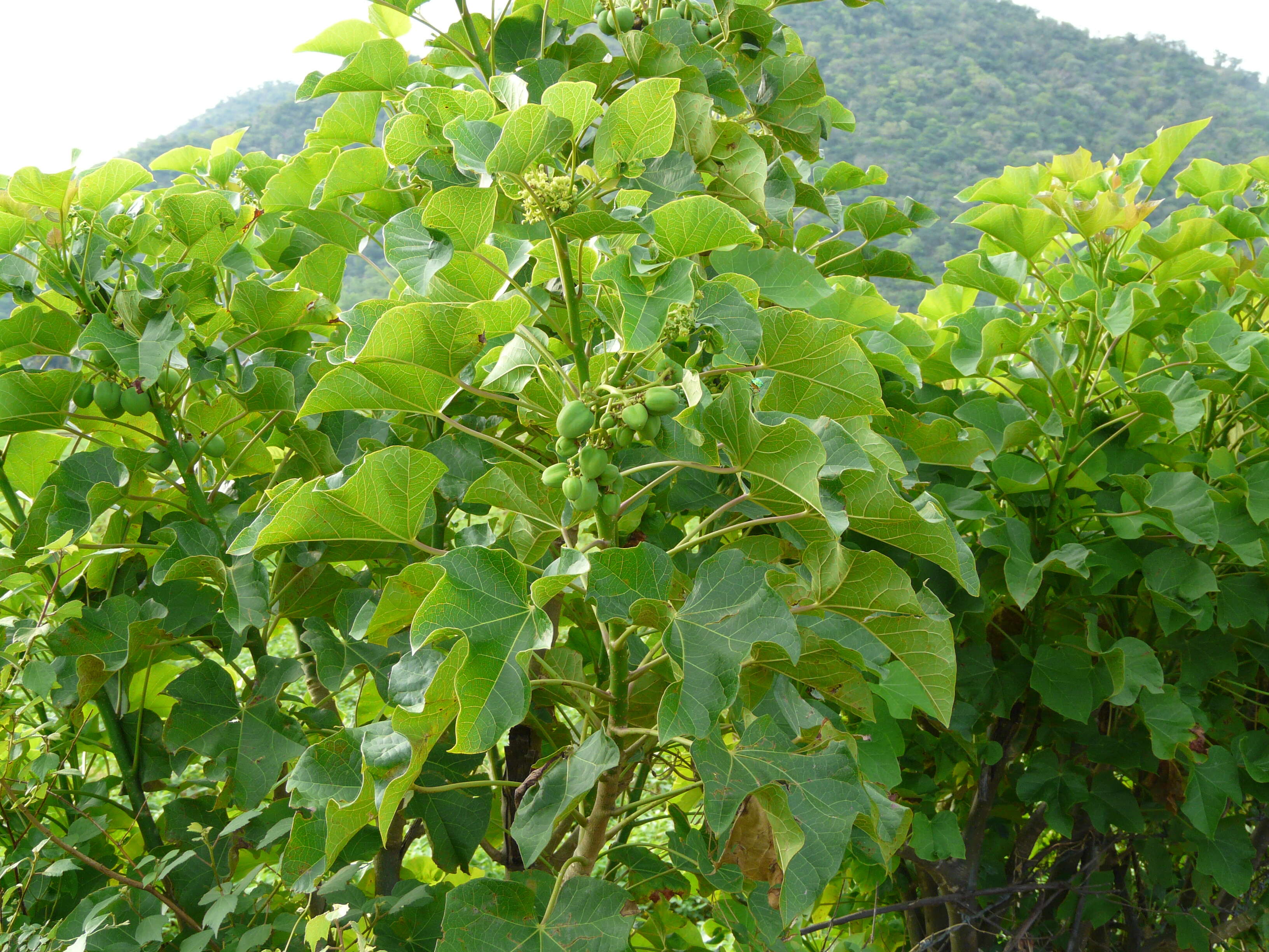 Image of Barbados nut