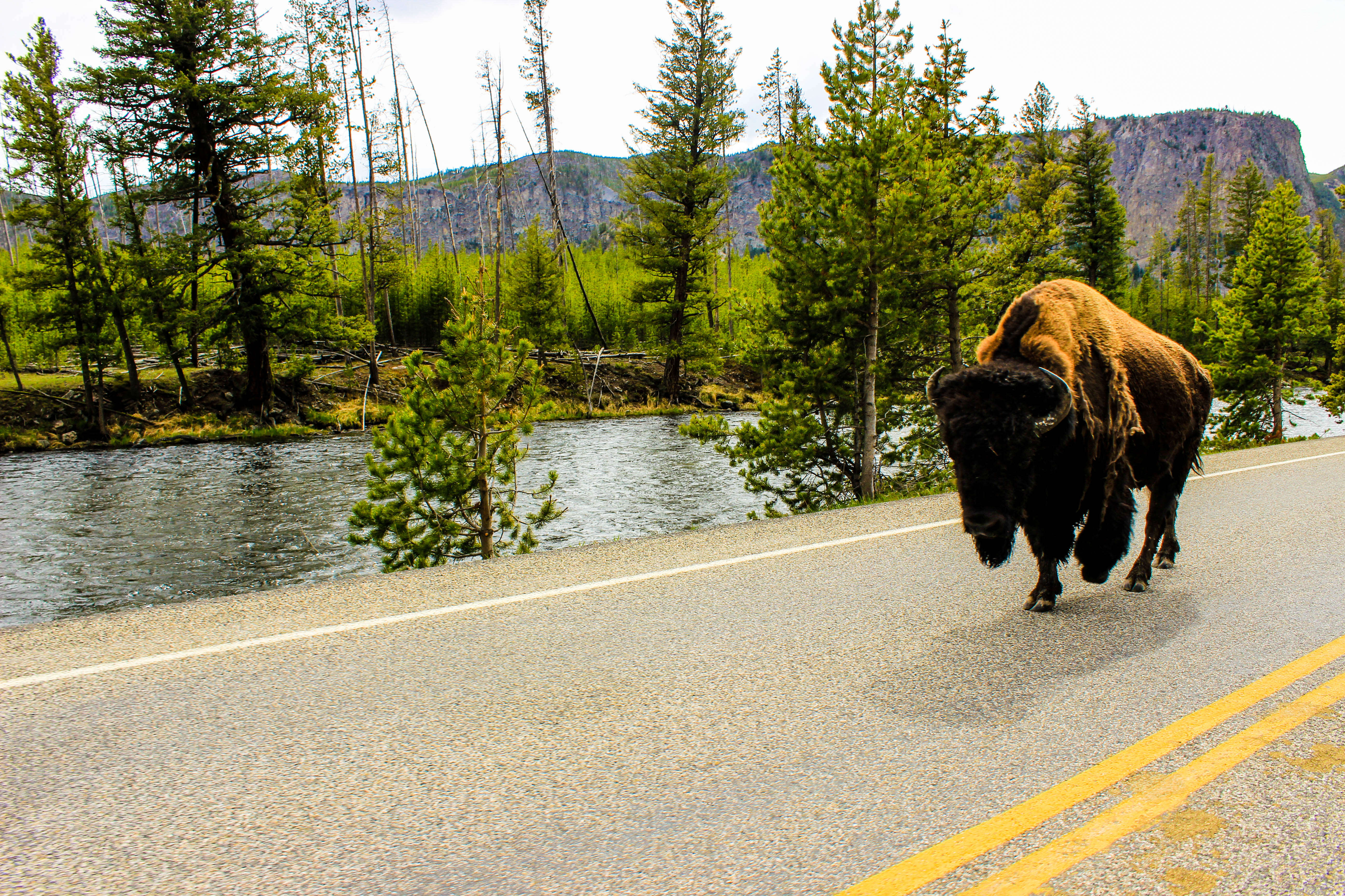 Image of American Bison