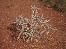 Image of Solanum esuriale Lindl.