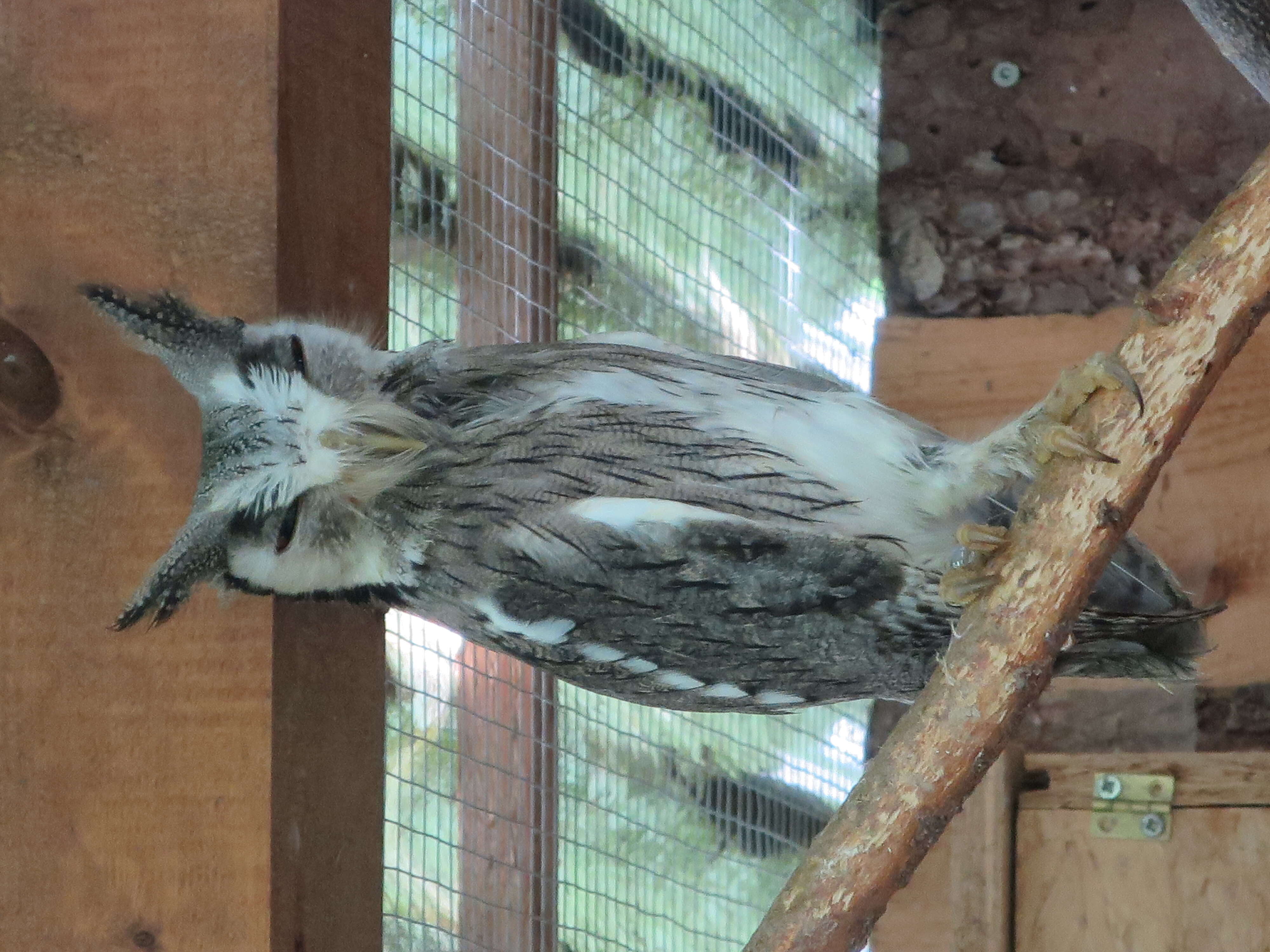 Image of Indian Scops Owl