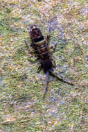 Image of hairy-back girdled springtail