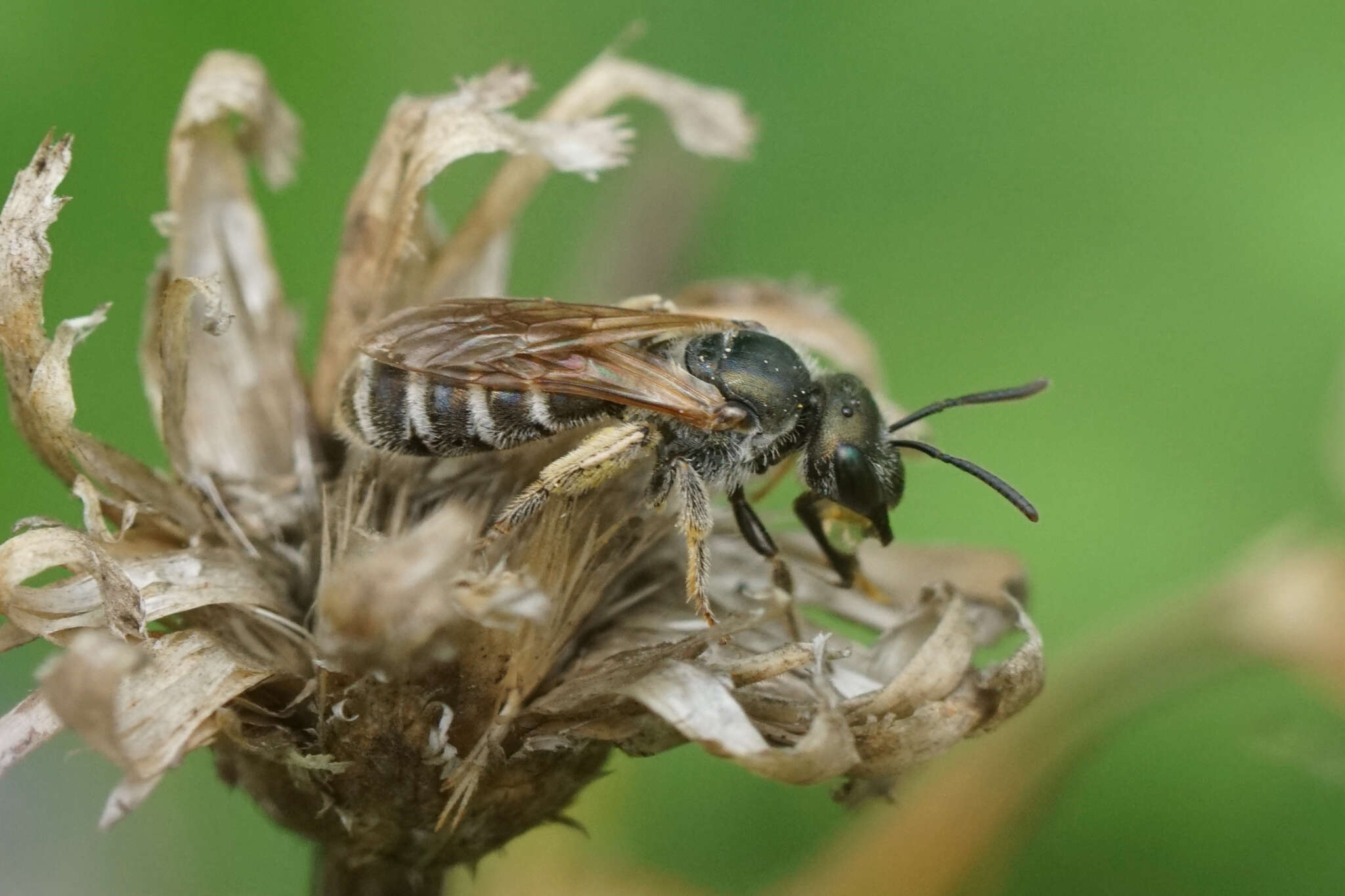 Image of Halictus confusus Smith 1853