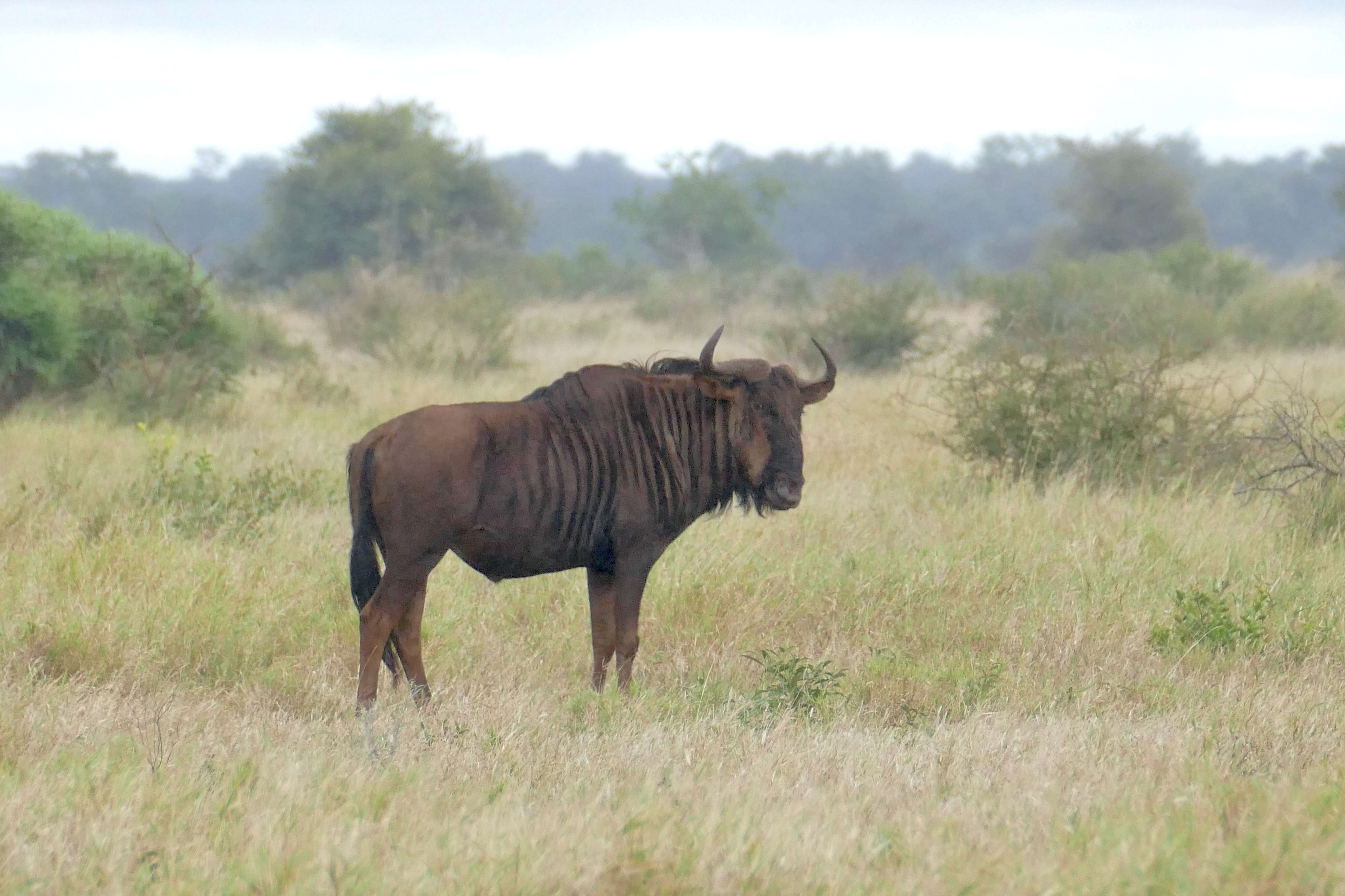 Image of Alcelaphinae