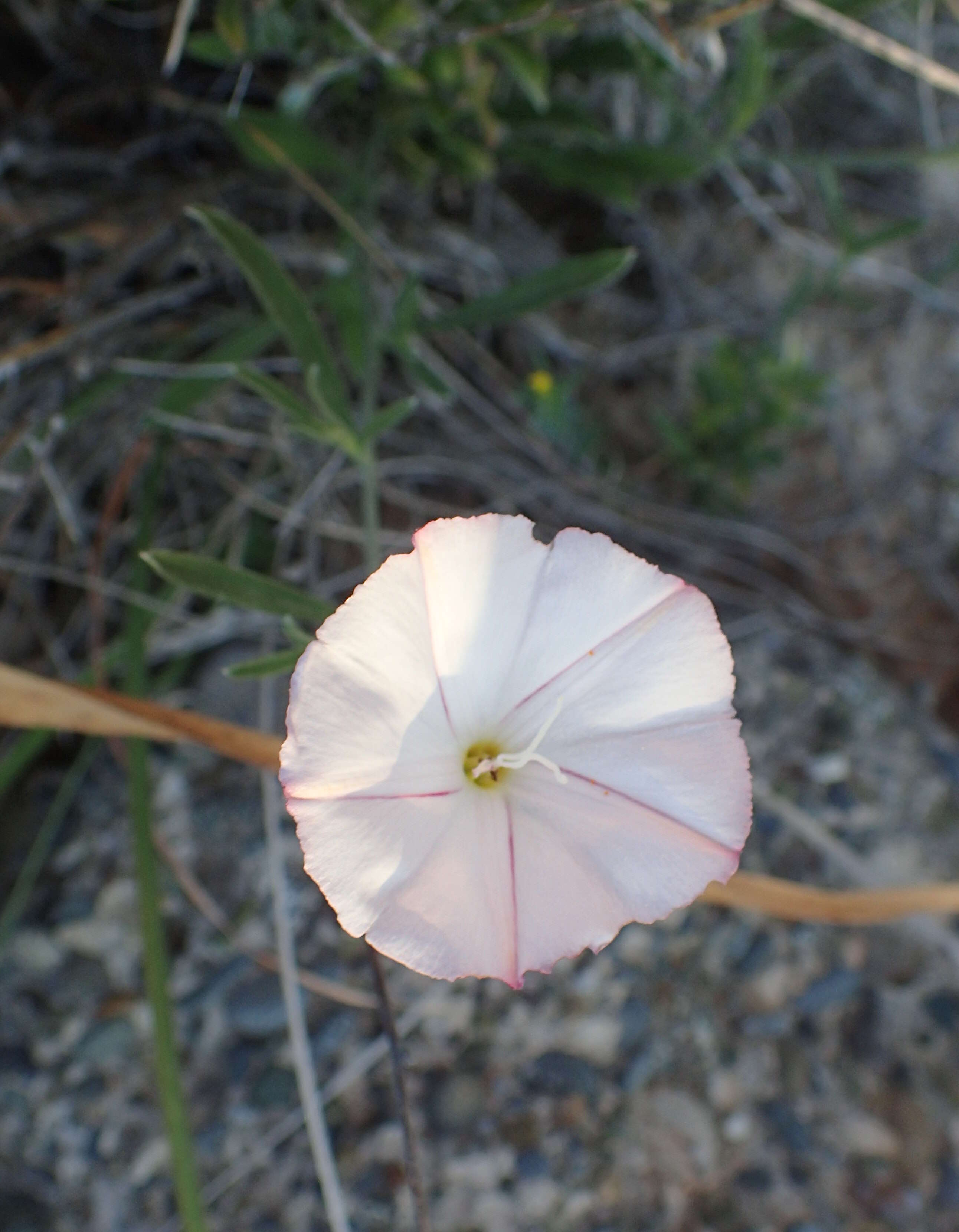 Image of Convolvulus lineatus L.