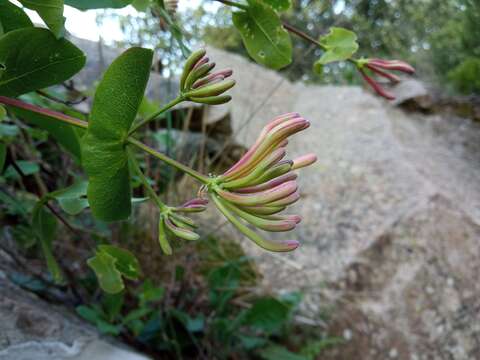 Image of Etruscan honeysuckle