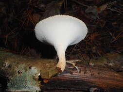 Image of Polyporus tuberaster (Jacq. ex Pers.) Fr. 1821