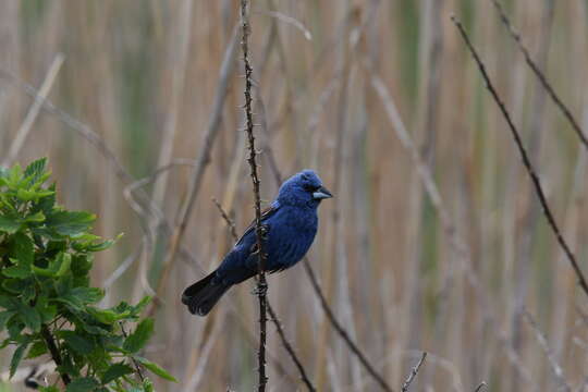 Image of Blue Grosbeak