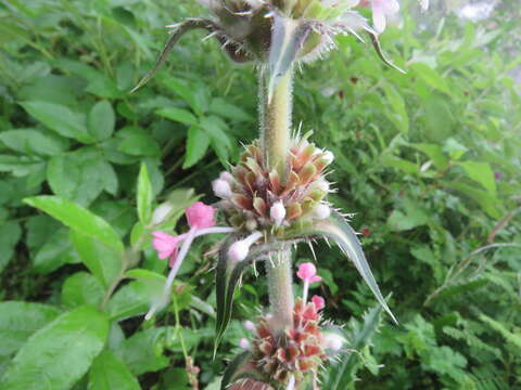 Image of Morina longifolia Wall.