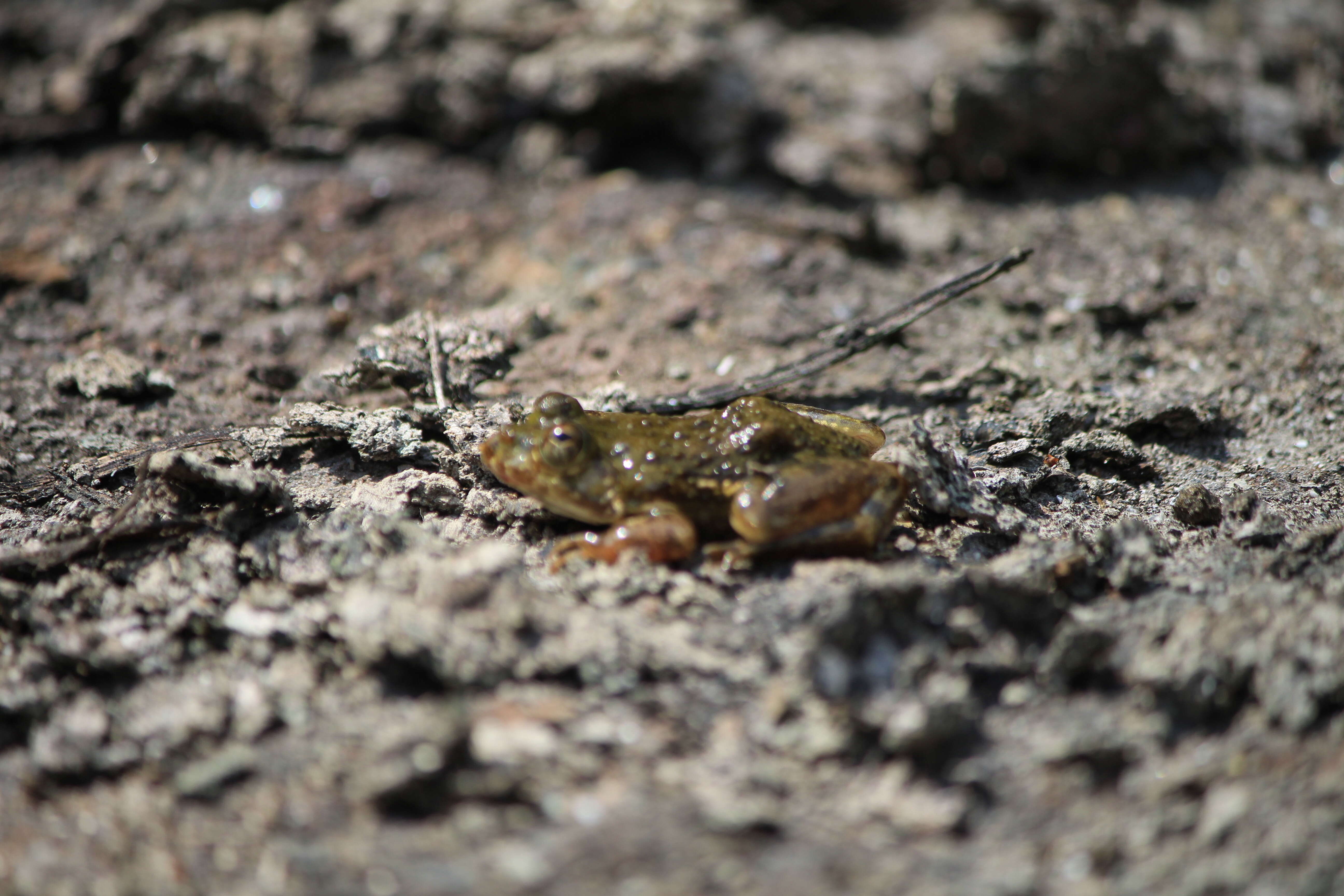 Image of Indian Skipper Frog