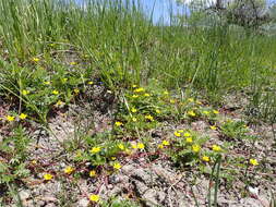 Image of silverweed cinquefoil