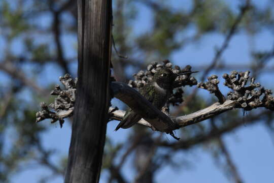 Image of Black-chinned Hummingbird