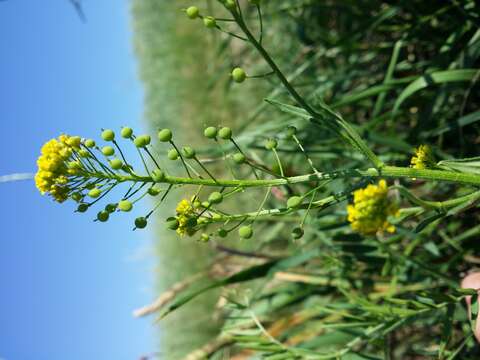 Image of ball mustard