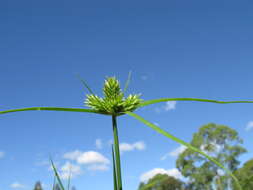 Слика од Cyperus aggregatus (Willd.) Endl.