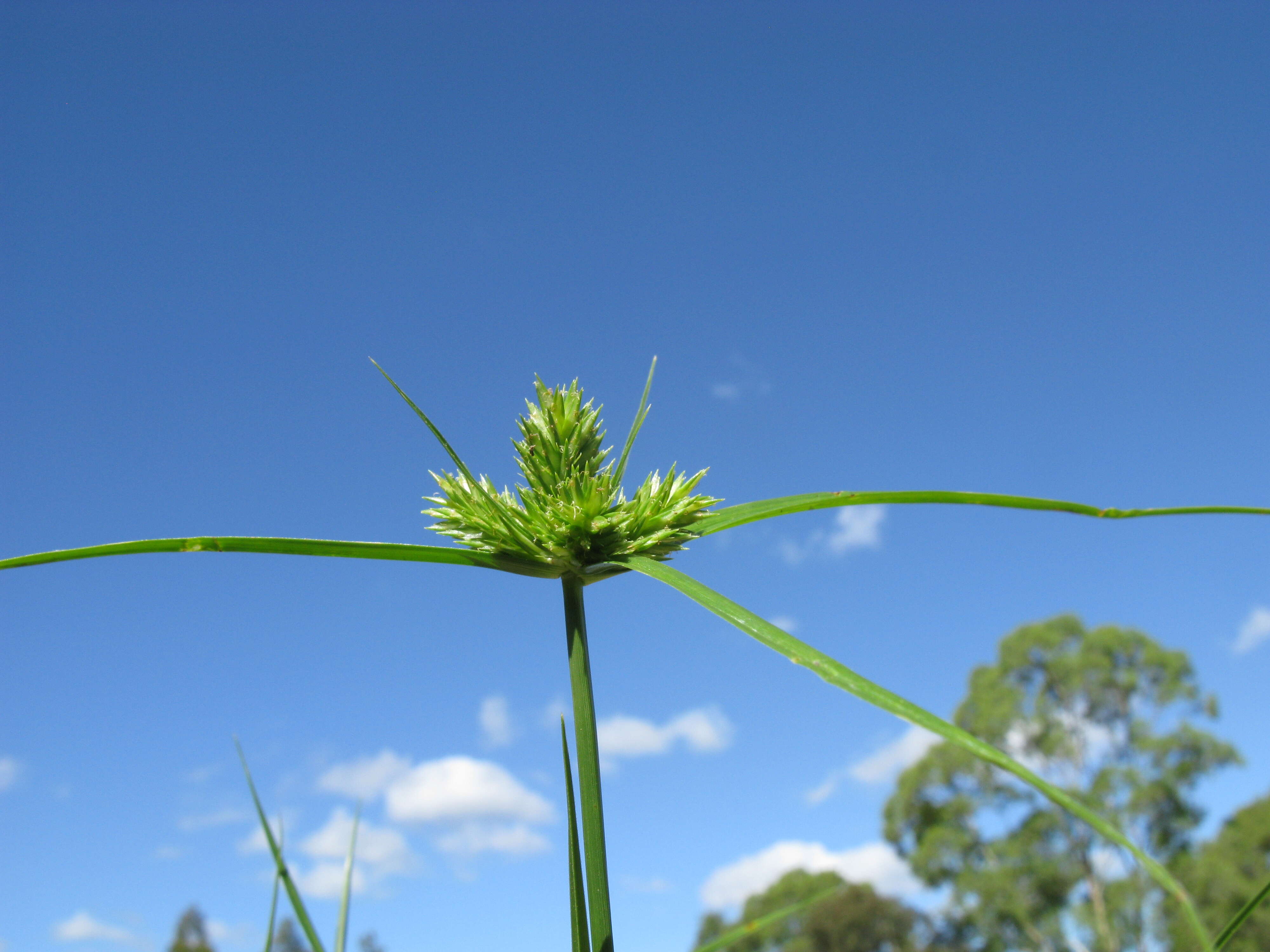 Слика од Cyperus aggregatus (Willd.) Endl.