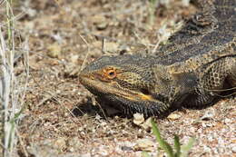 Image of Central bearded dragon