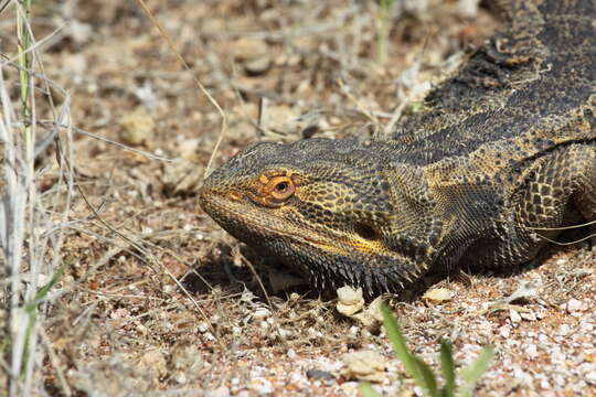 Image of Central bearded dragon