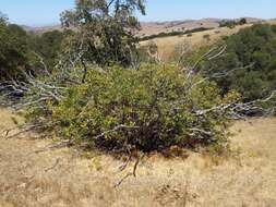 Image of California hoptree