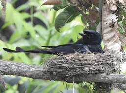 Image of Black Drongo