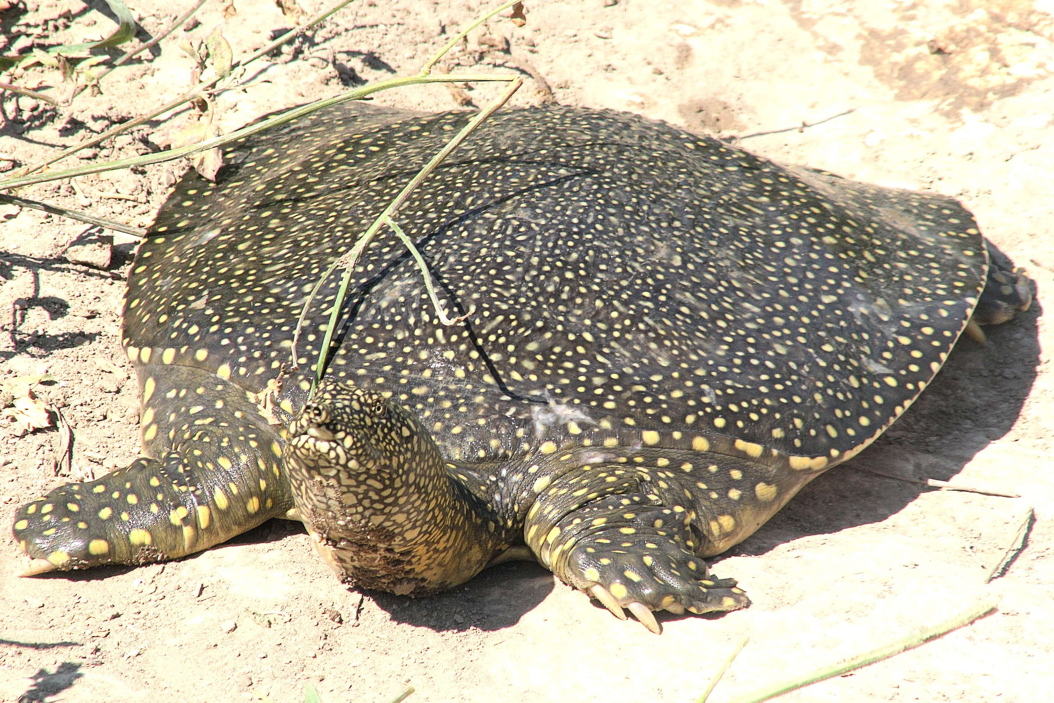 Image of Nil-Weichschildkröte