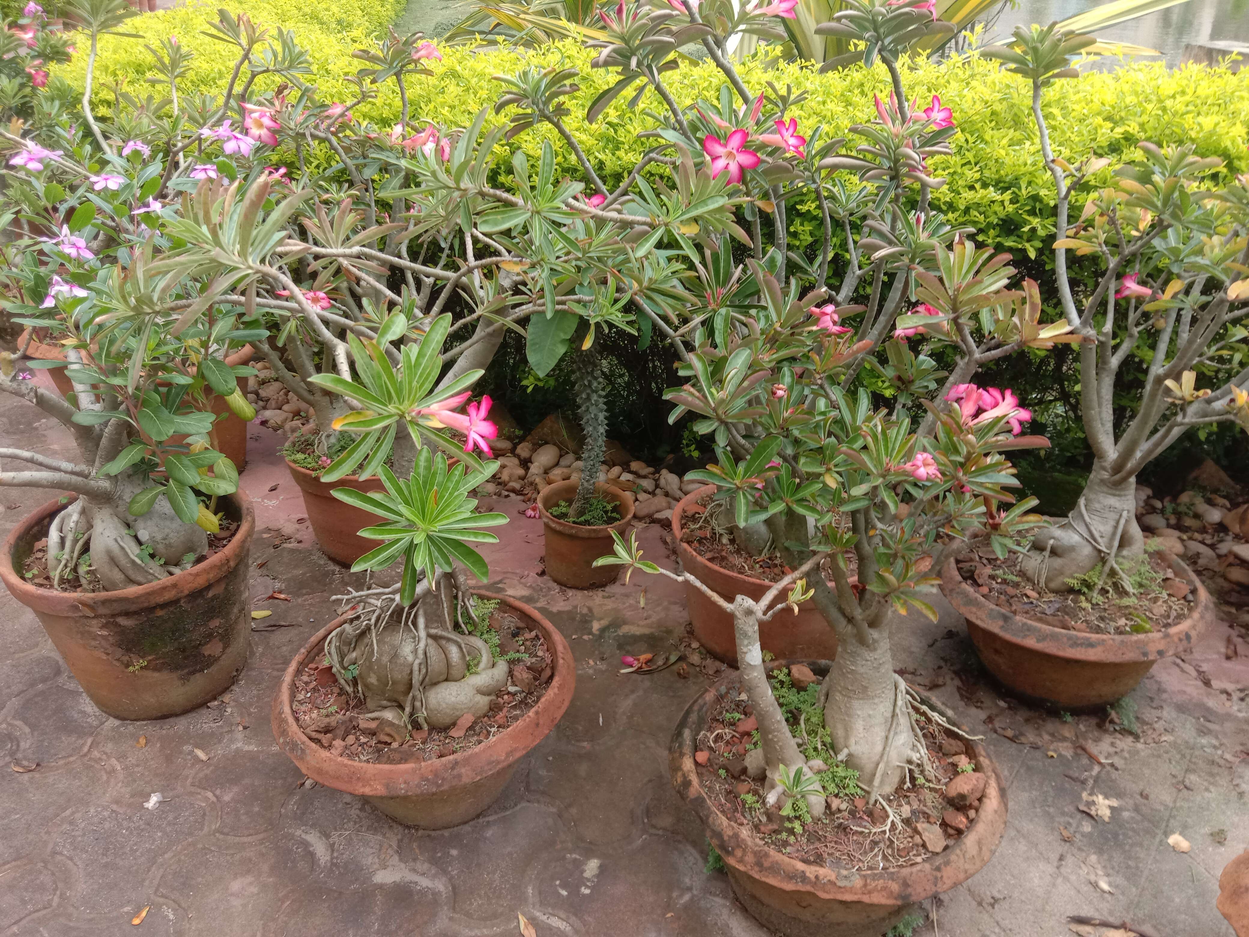 Image of Desert Rose