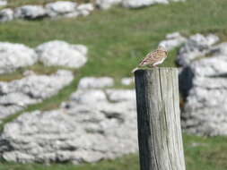 Image of Skylark