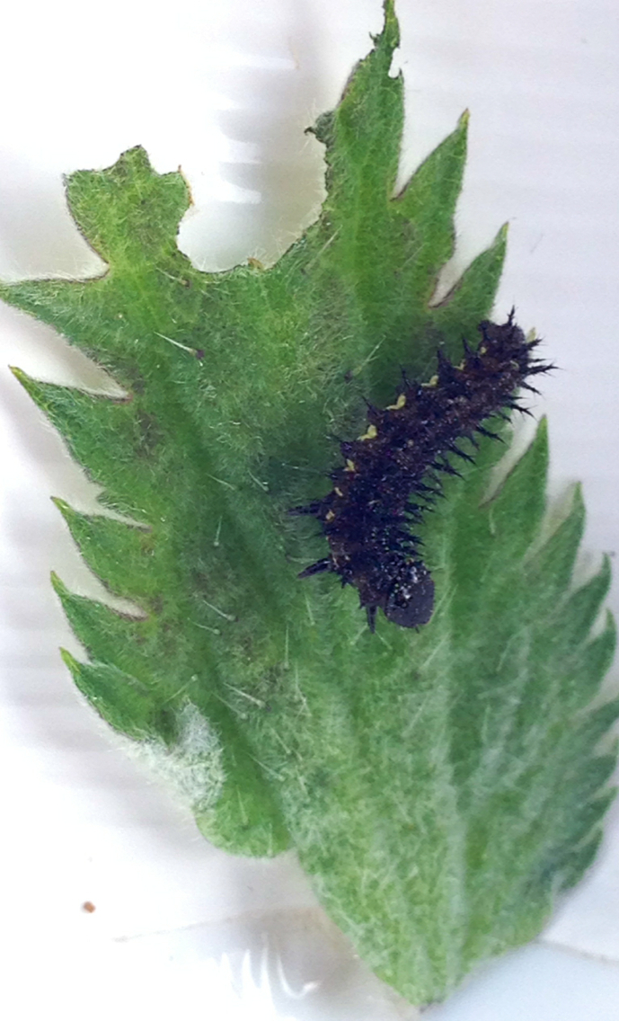 Image of <i>Urtica dioica holosericea</i>
