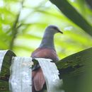 Image of Great Cuckoo-Dove