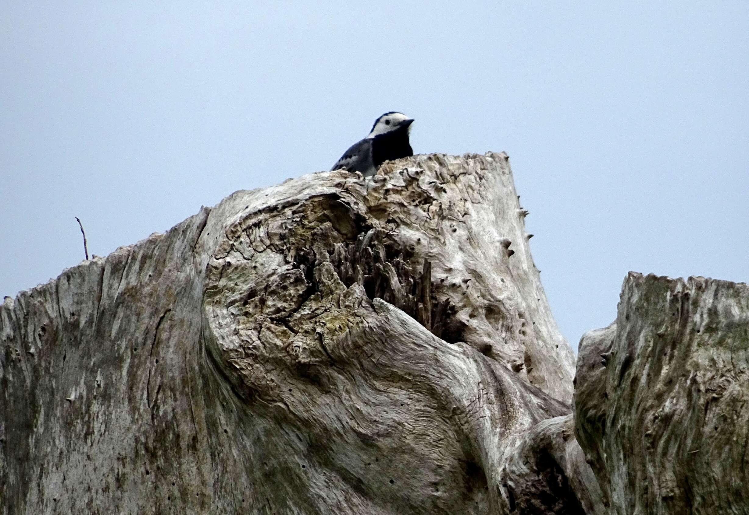 Image of Pied Wagtail and White Wagtail