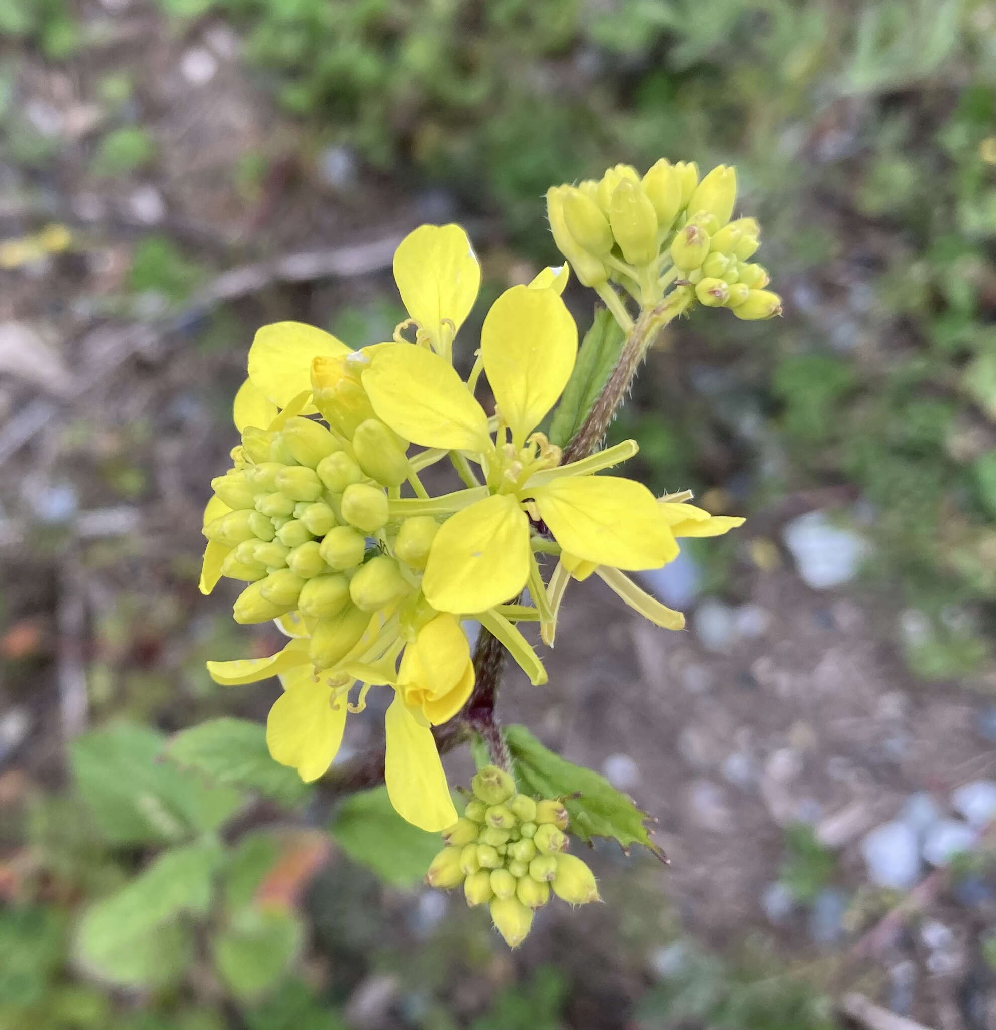 Image of charlock mustard