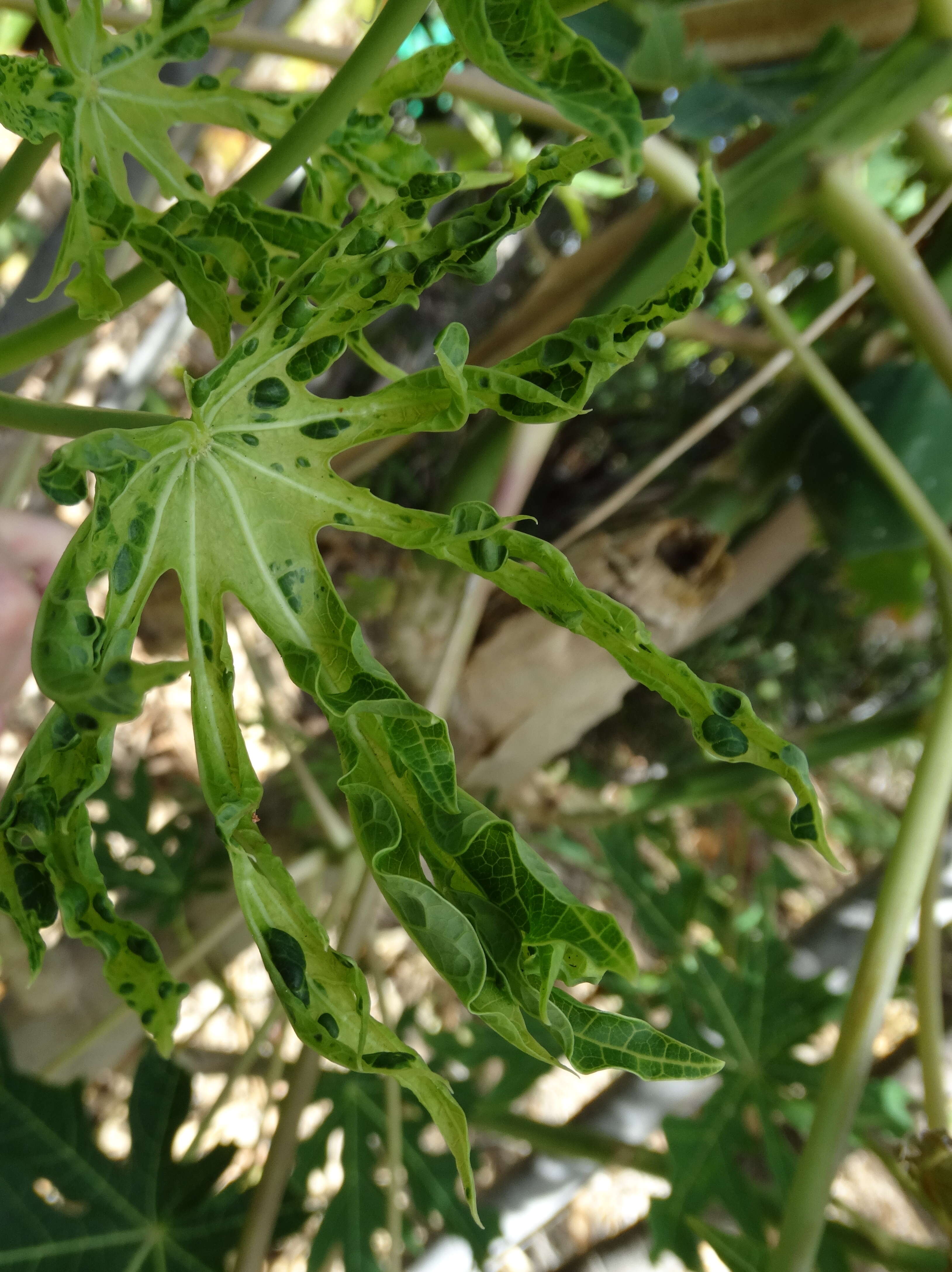 Sivun Papaya ringspot virus kuva