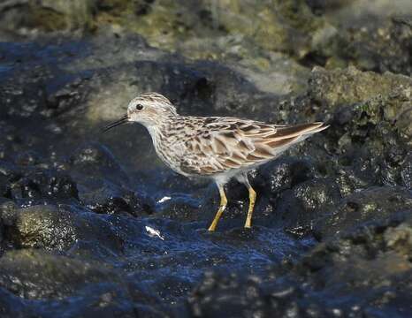 Image of Long-toed Stint