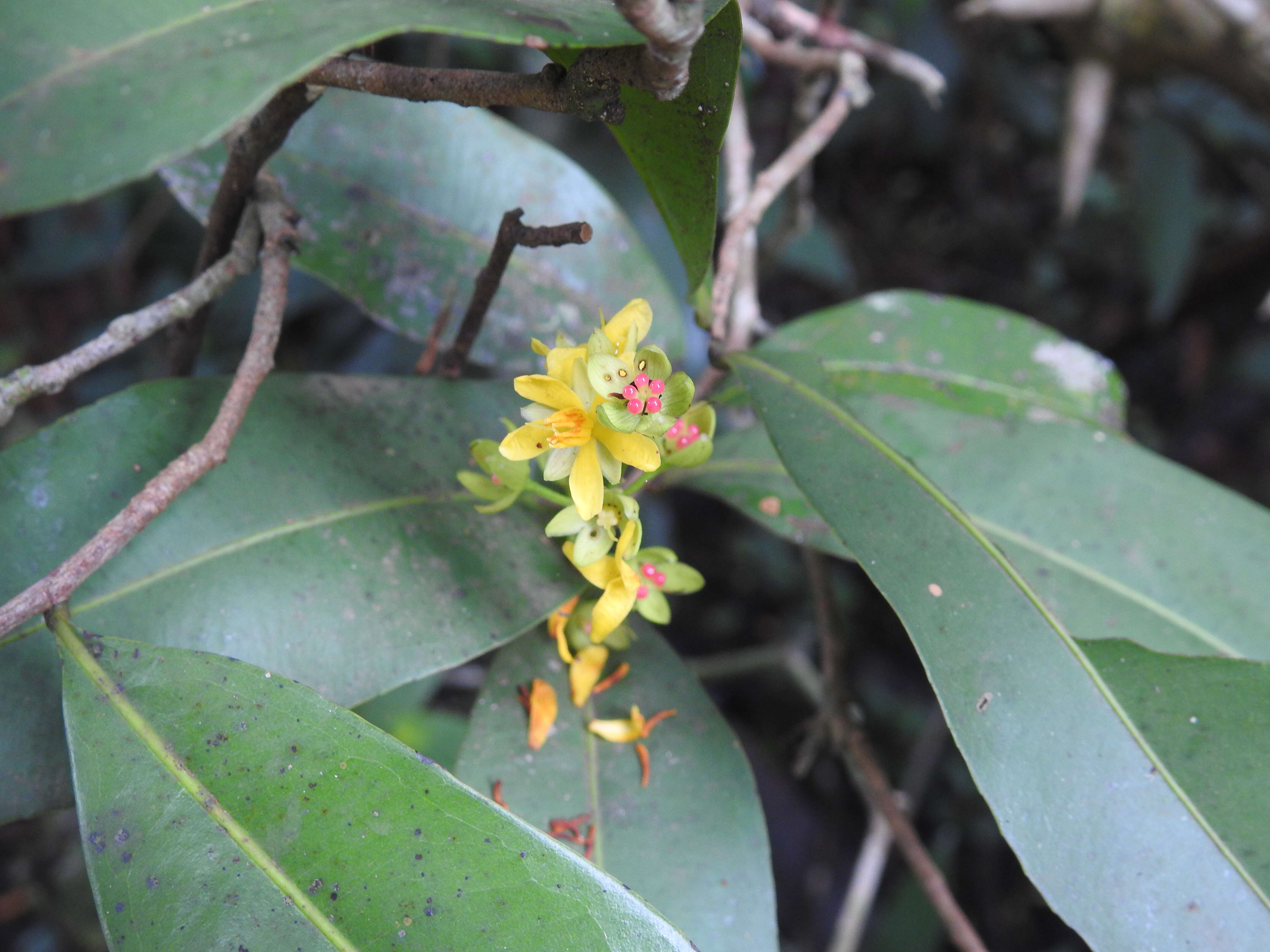 Imagem de Campylospermum serratum (Gaertn.) V. Bittrich & M. C. E. Amaral