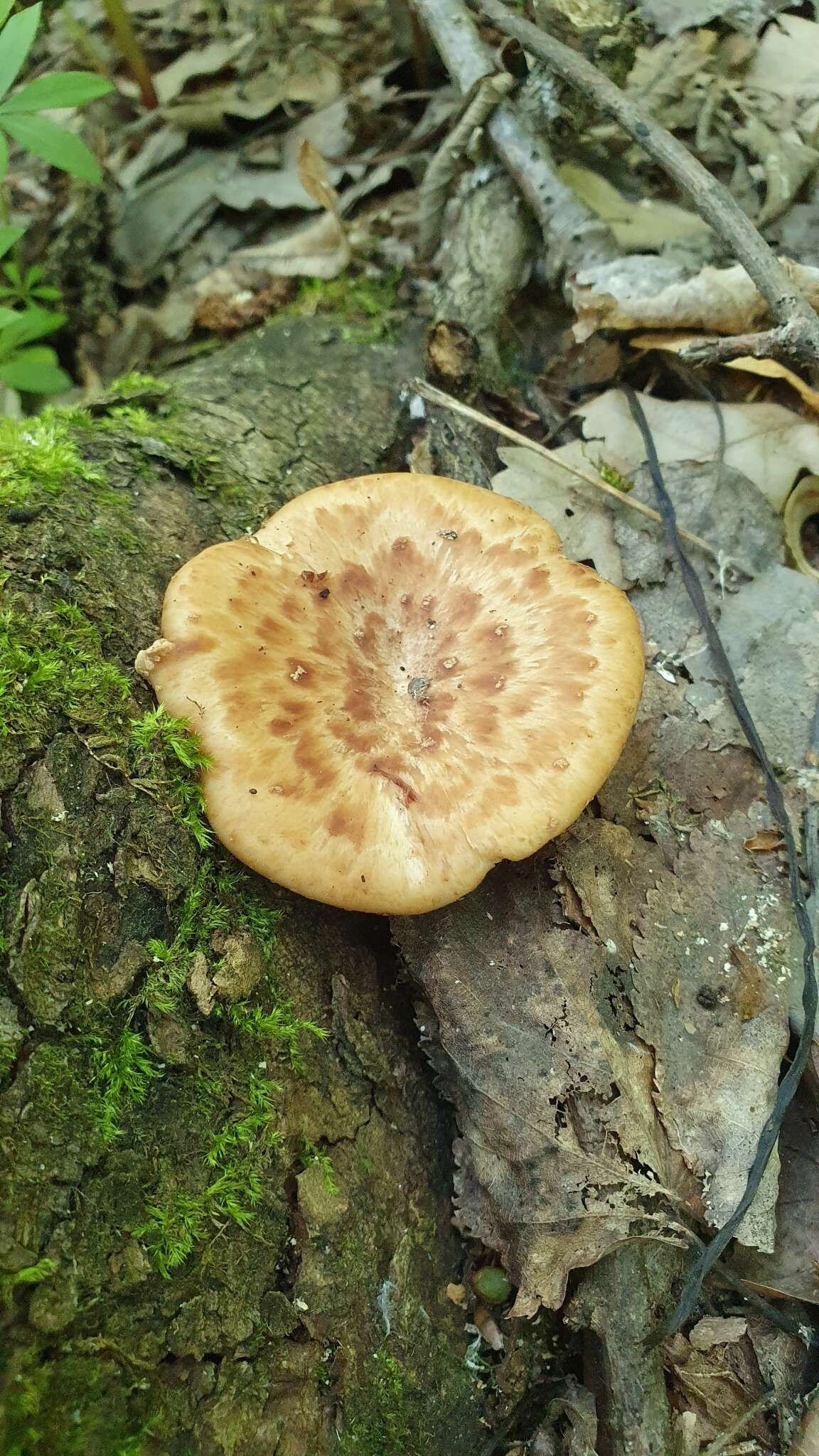 Image of Polyporus tuberaster (Jacq. ex Pers.) Fr. 1821