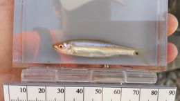 Image of Blacktail shiner