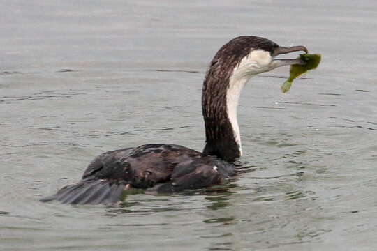 Image of Black-faced Cormorant